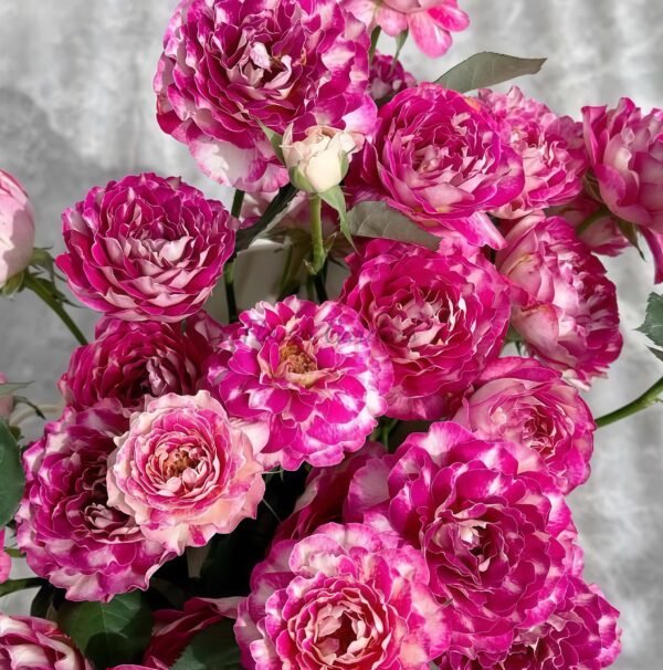 Pretty Woman Rose丨Flower Gardens