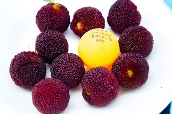 Prince Anhai Waxberry Tree丨Flower Gardens