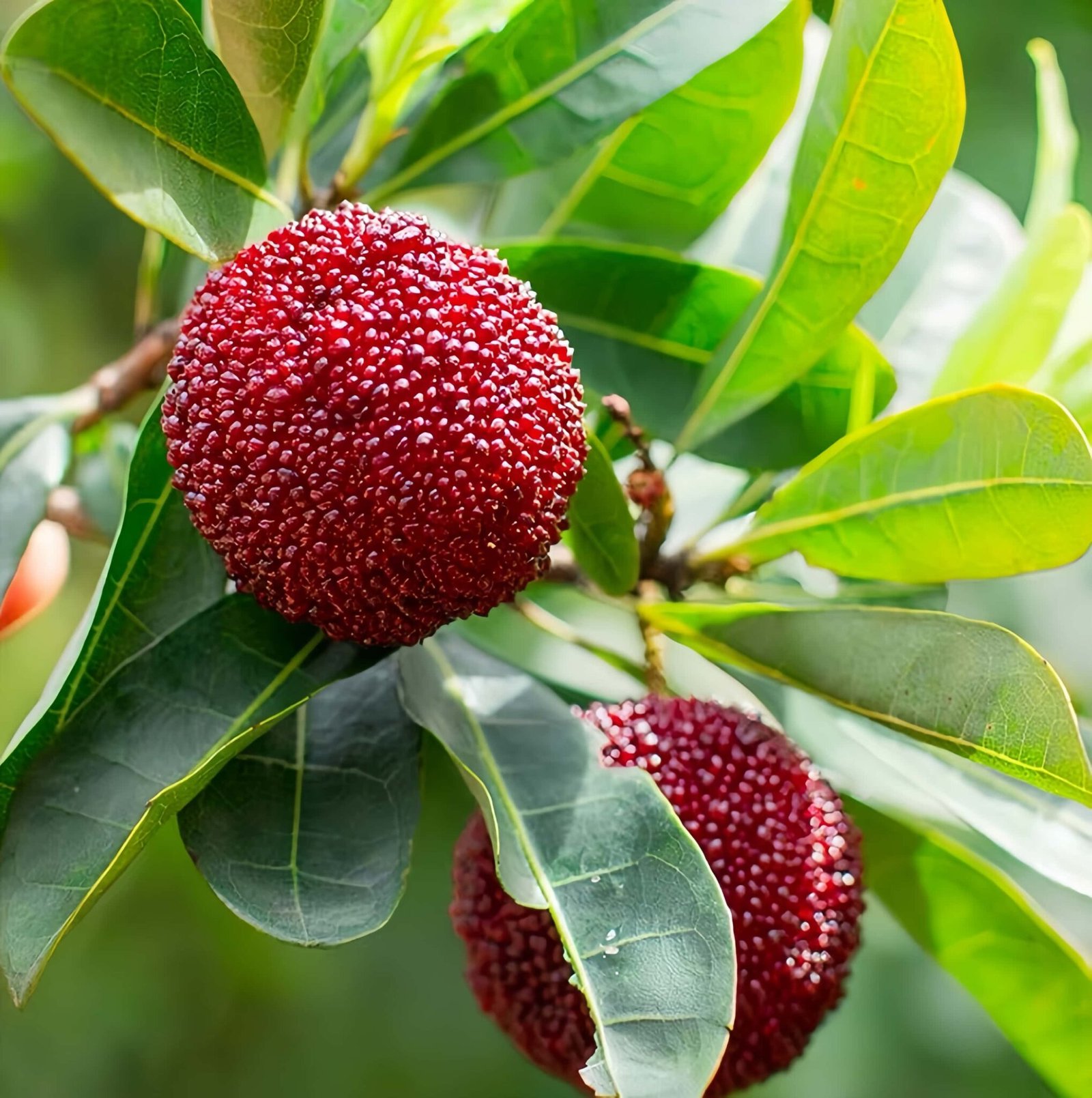Prince Anhai Waxberry Tree Plant丨Chinese Bayberry