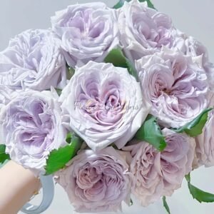 Purple Lychee Rose plant丨Flower Gardens