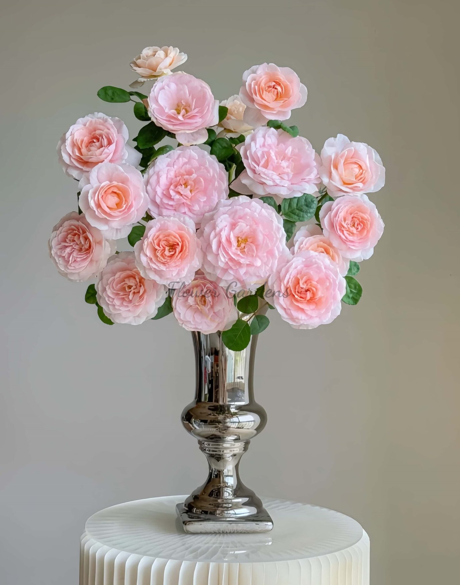 Queen of sweden Rose丨Flower Gardens