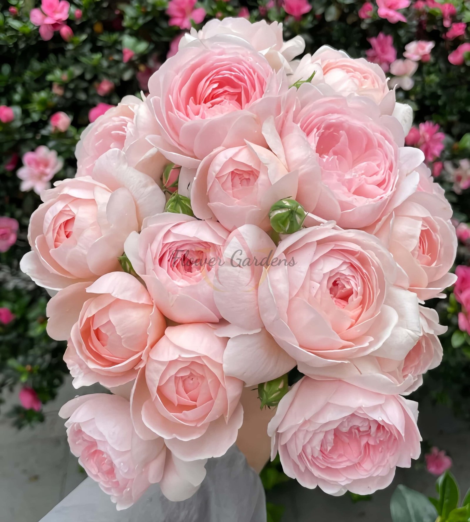 Queen of sweden Rose plant丨Flower Gardens