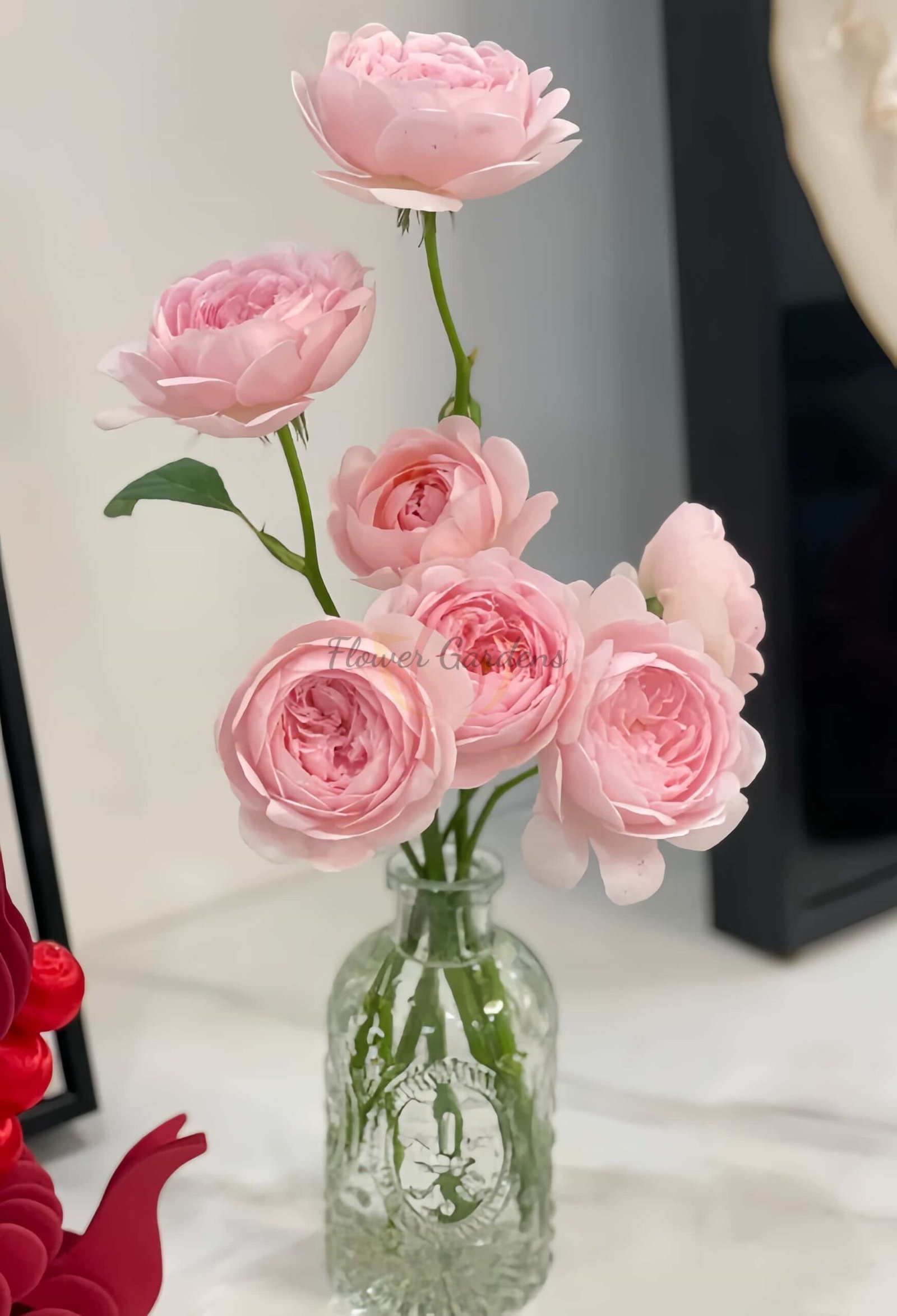 Queen of sweden Rose丨Flower Gardens