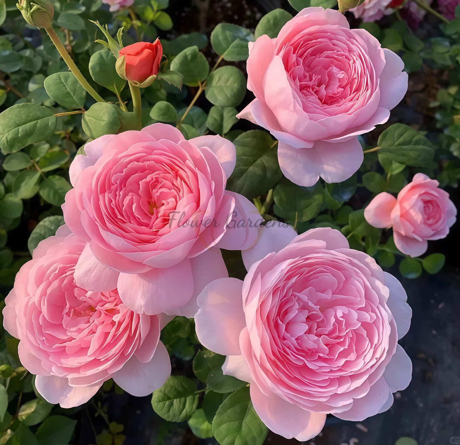 Queen of sweden Rose for sale丨Flower Gardens