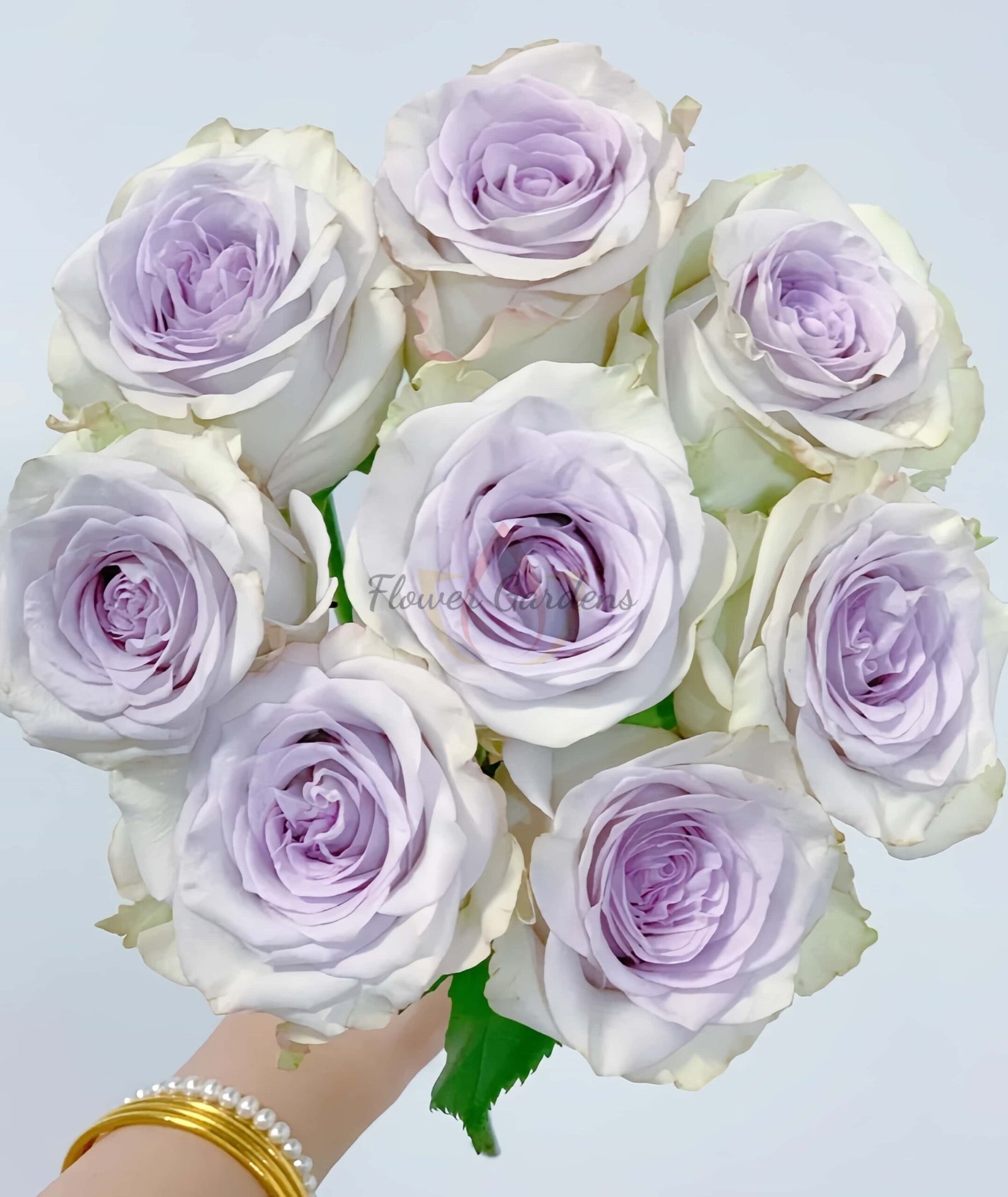 RAIn Dance Rose丨Flower Gardens