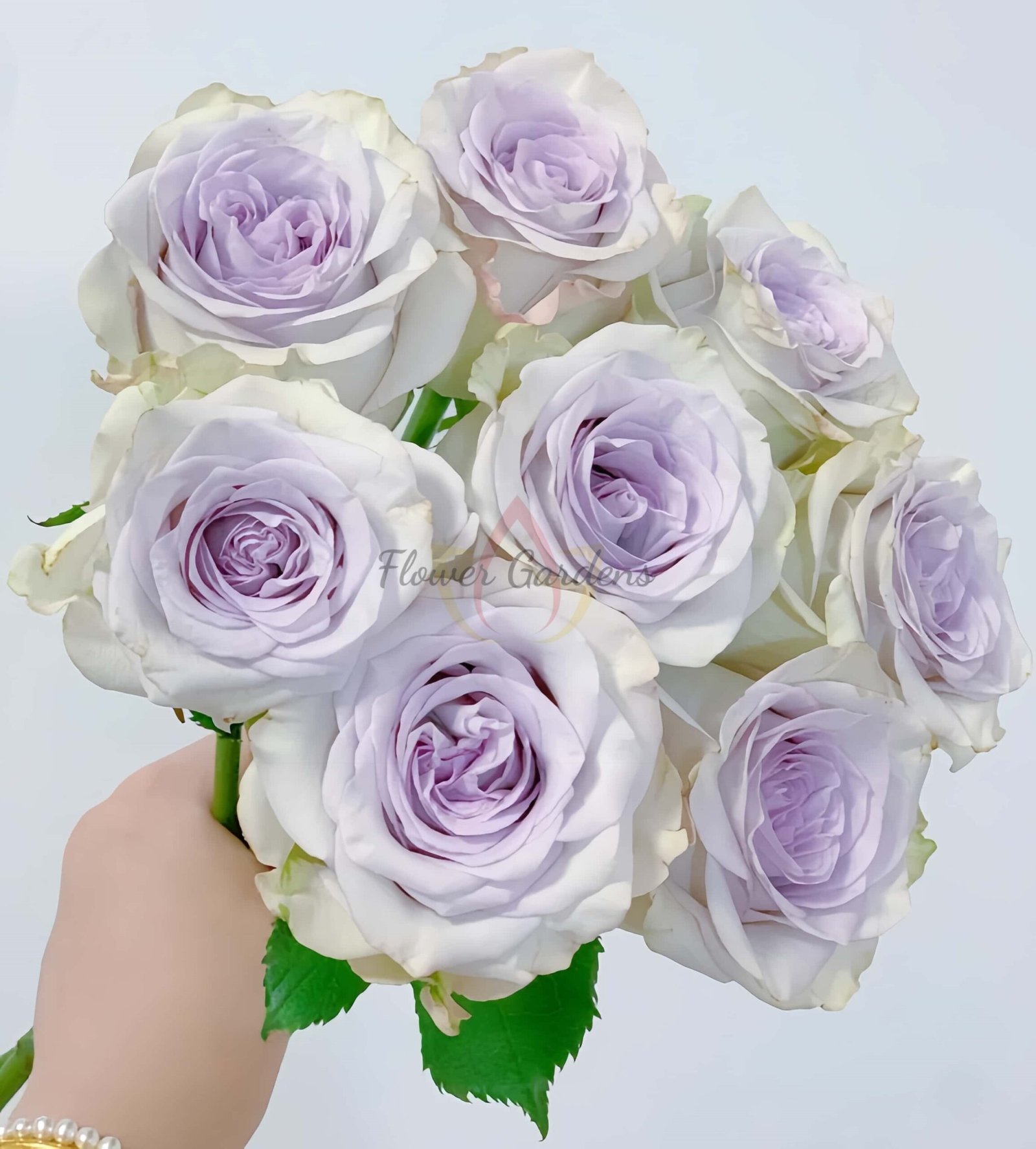 RAIn Dance Rose for sale丨Flower Gardens