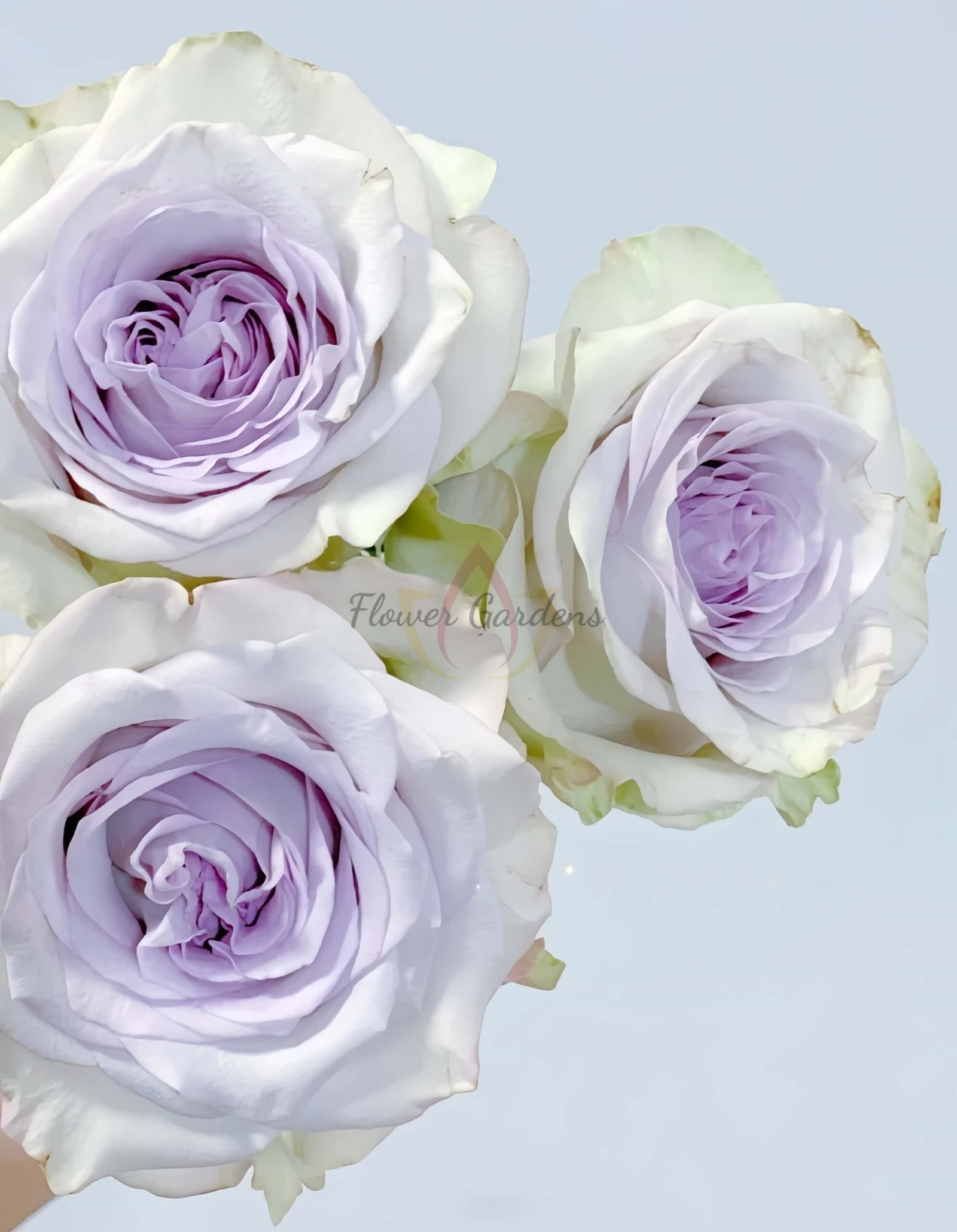 RAIn Dance Rose丨Flower Gardens