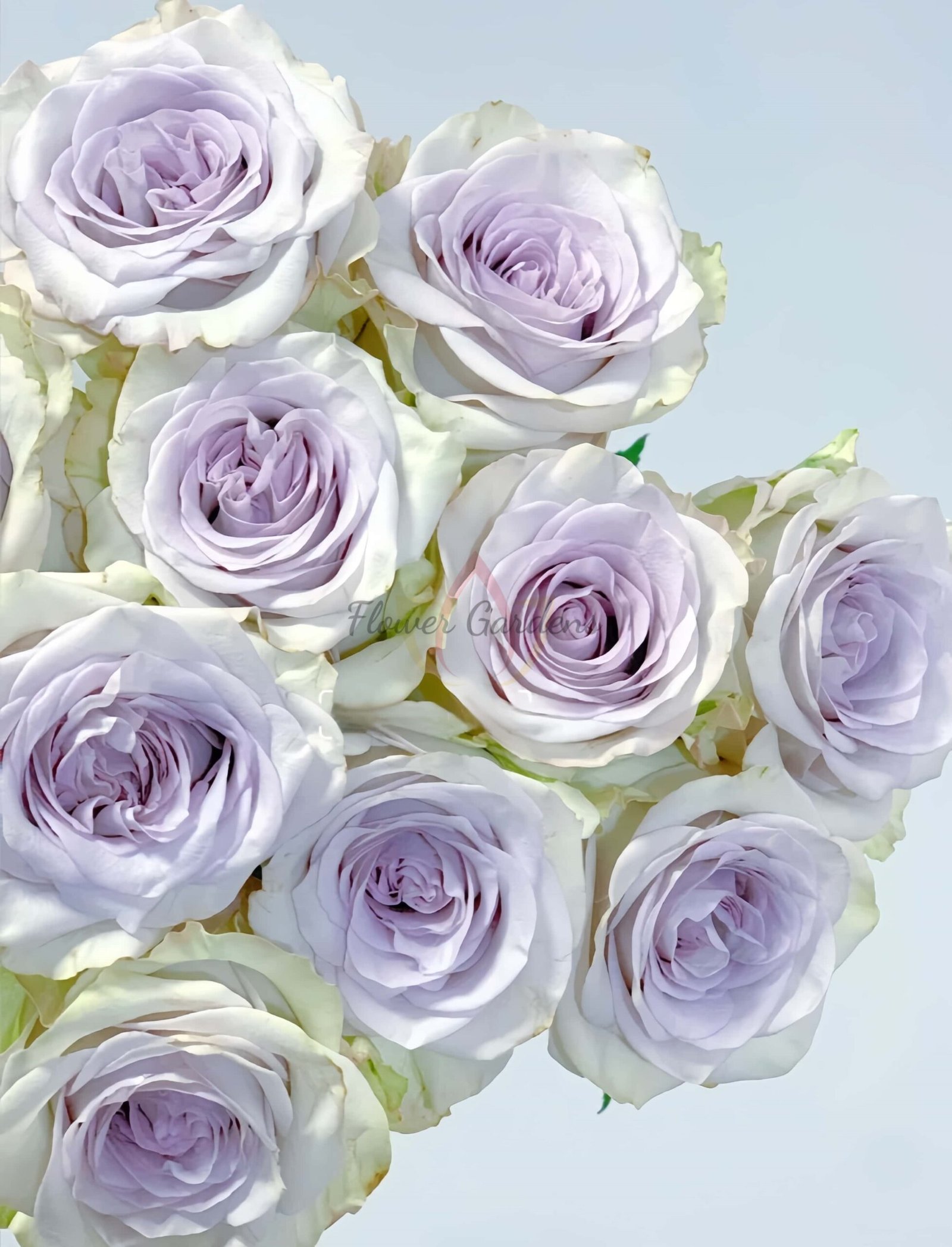 RAIn Dance Rose plant丨Flower Gardens