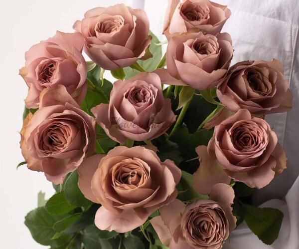 Reason Rose for sale丨Flower Gardens