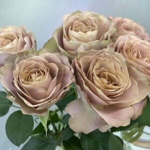 Reason Rose plant丨Flower Gardens