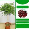 Red 1 Red Finger Lime Tree Plant for sale丨Flower Gardens