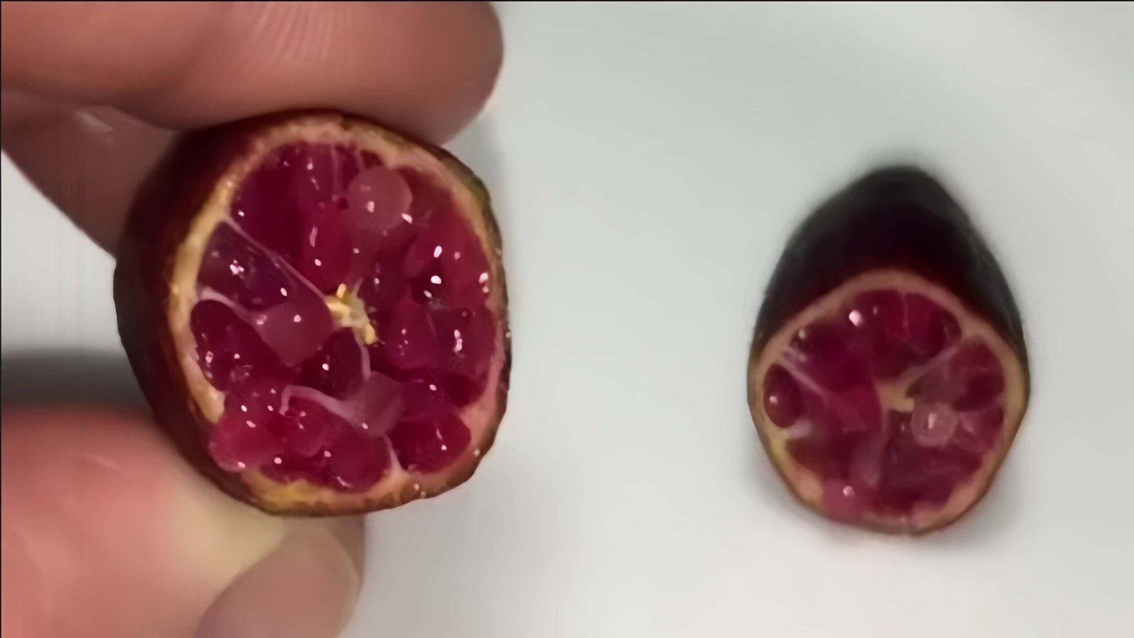 Red Finger Lime Tree丨Flower Gardens