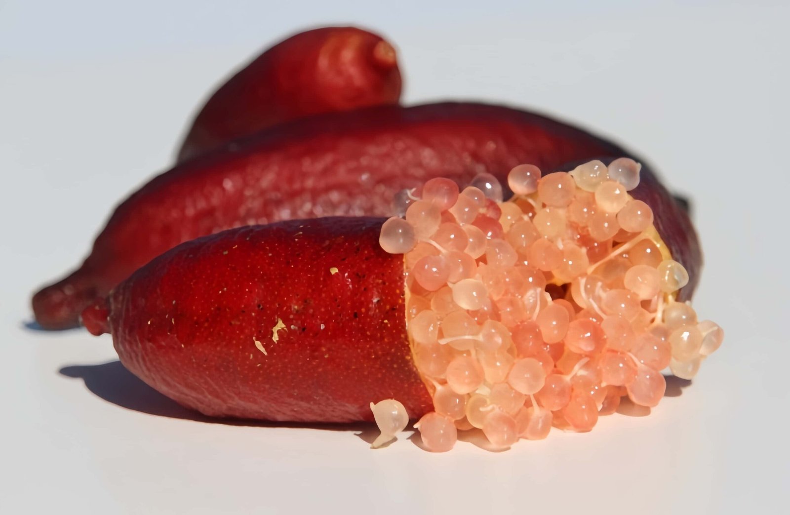 Red Finger Lime Tree for sale丨Flower Gardens