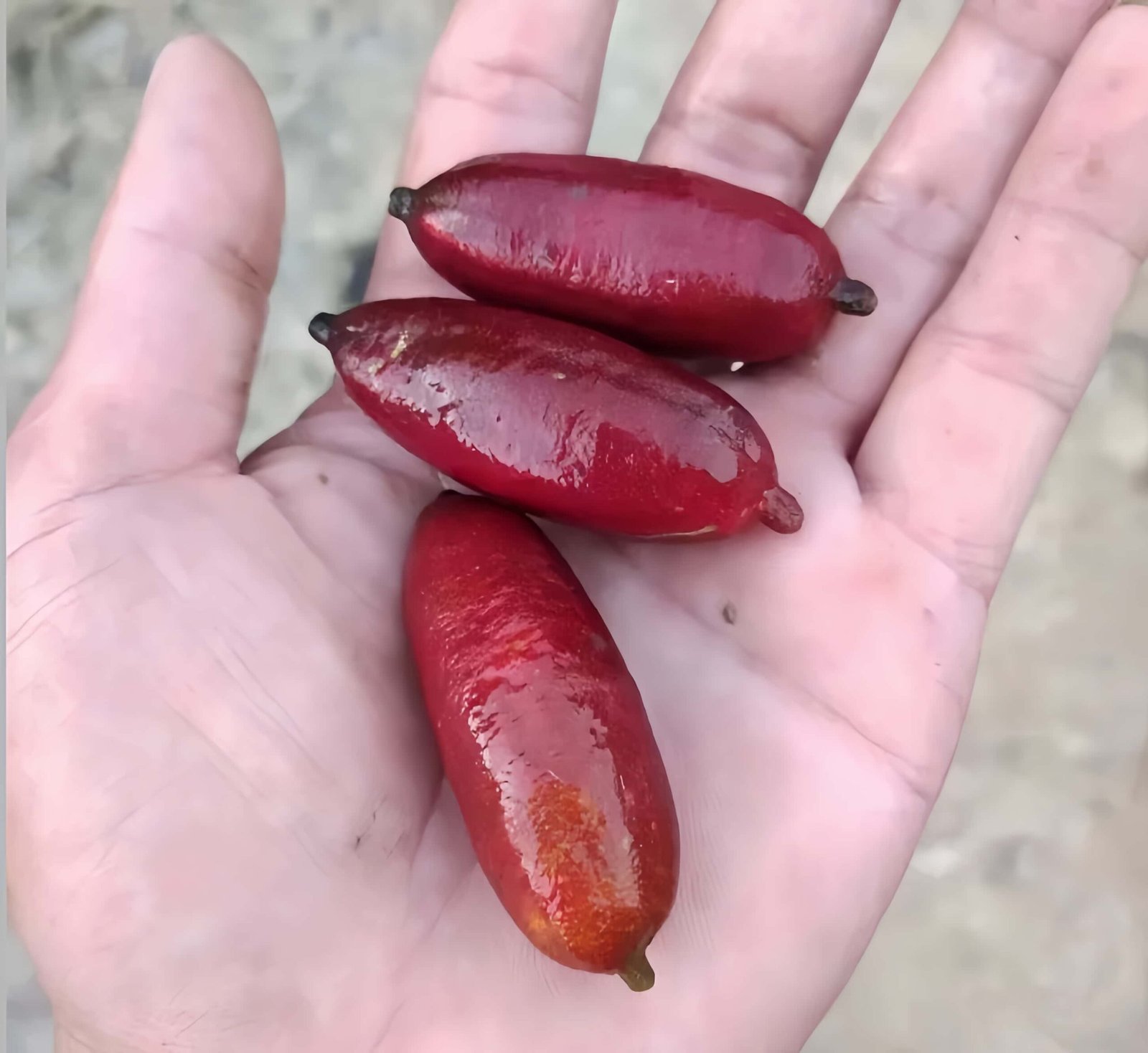 Red Champagne Finger Lime Tree丨Flower Gardens