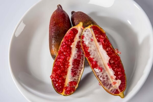 Red Champagne Finger Lime Tree plant丨Flower Gardens