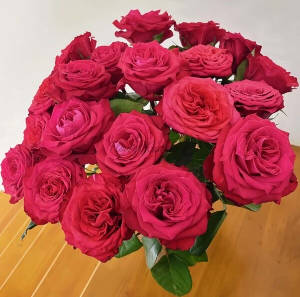 Red as Blazing Fire Rose for sale 丨Flower Gardens