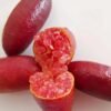 Red4 Red Finger Lime Tree Plant丨Flower Gardens