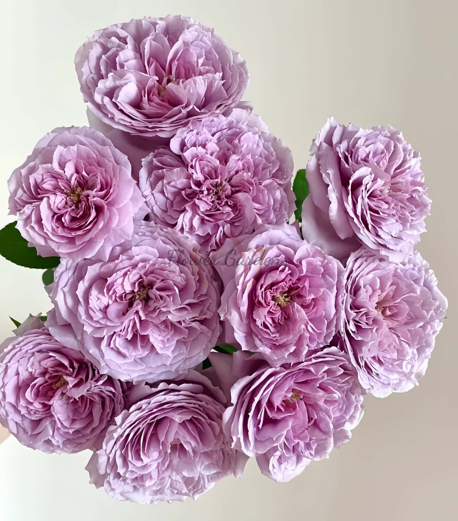 Repartil Rose丨Flower Gardens