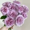 Repartil Rose plant丨Flower Gardens