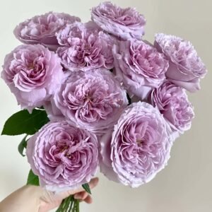 Repartil Rose plant丨Flower Gardens