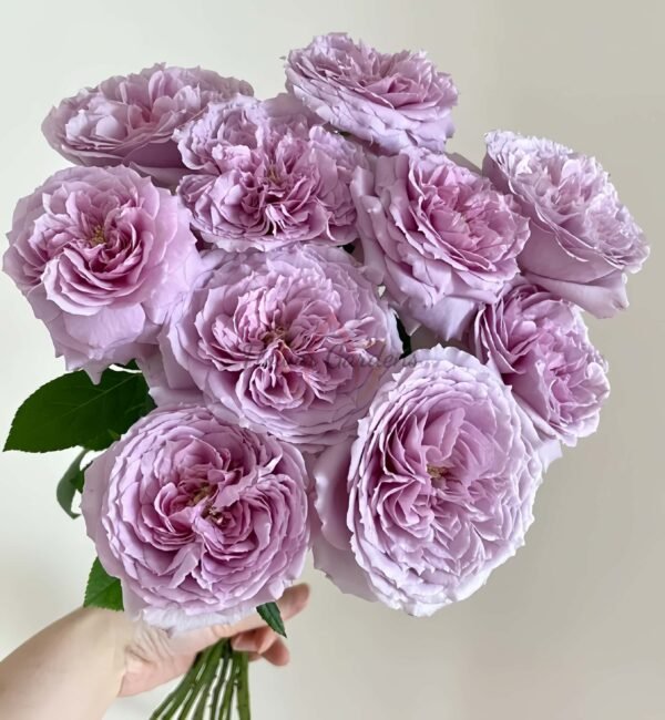 Repartil Rose plant丨Flower Gardens