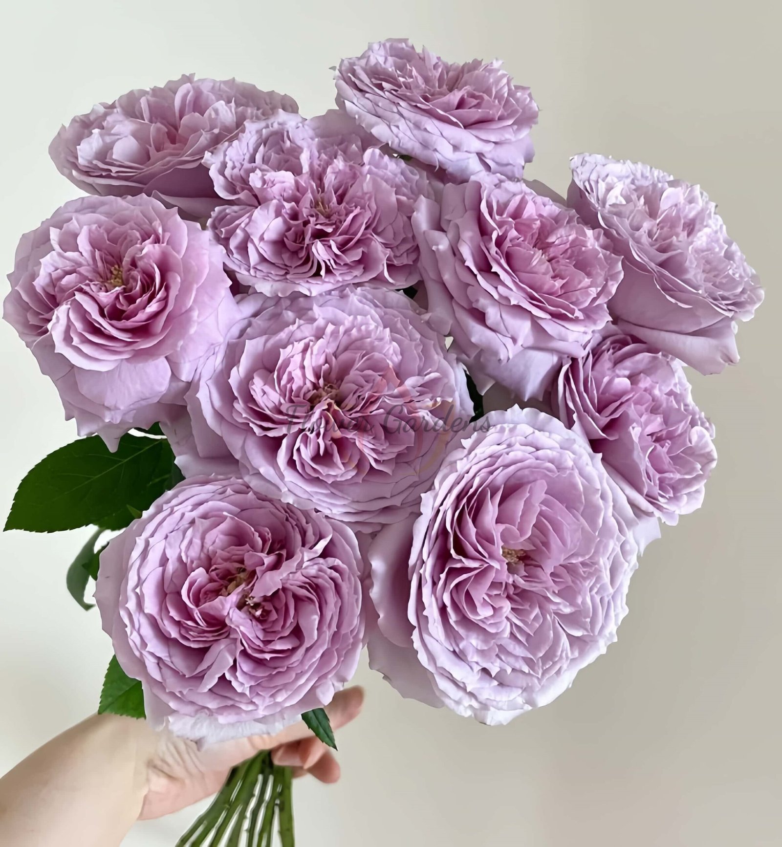 Repartil Rose plant丨Flower Gardens