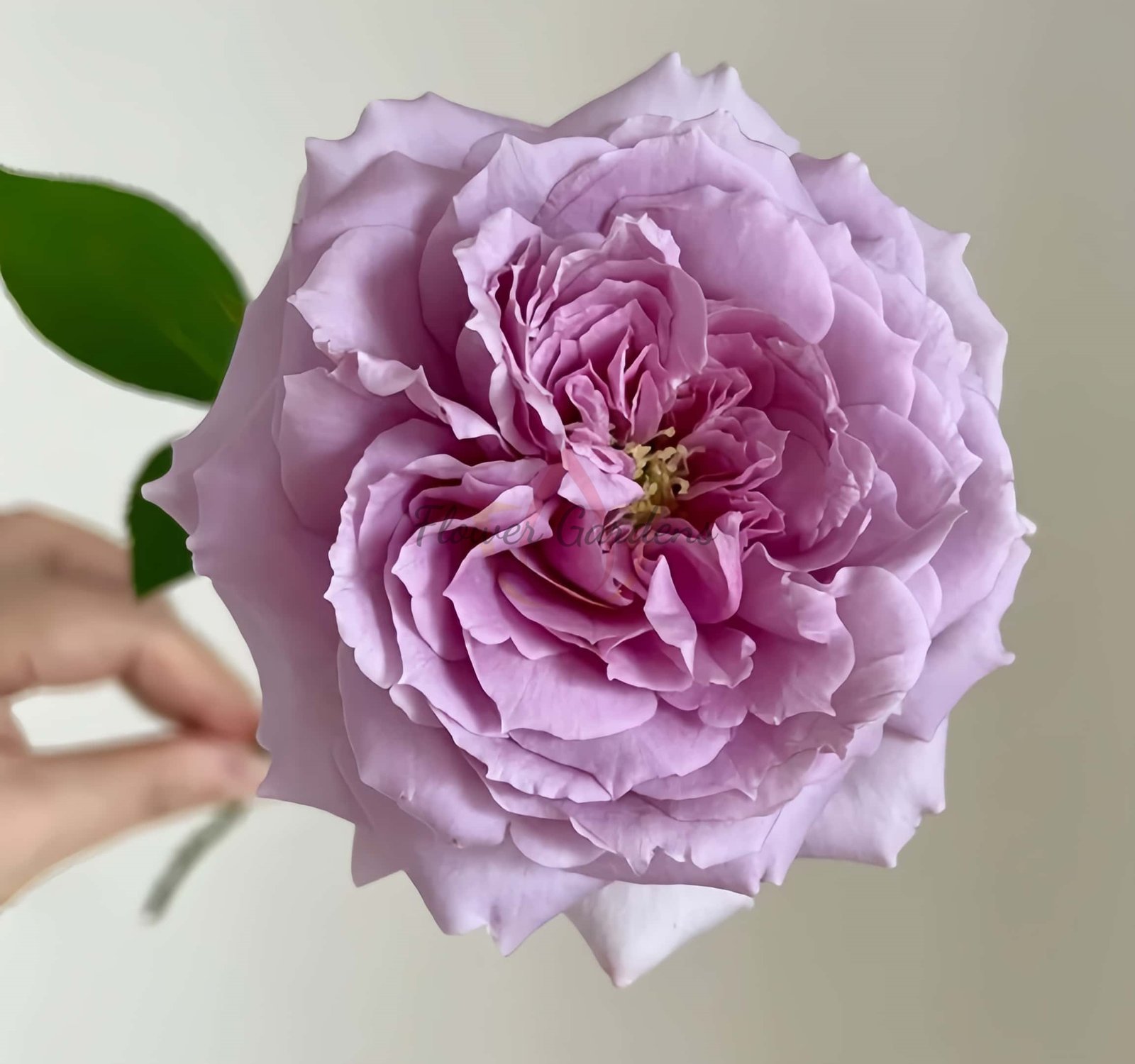 Repartil Rose丨Flower Gardens