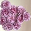 Repartil Rose for sale丨Flower Gardens