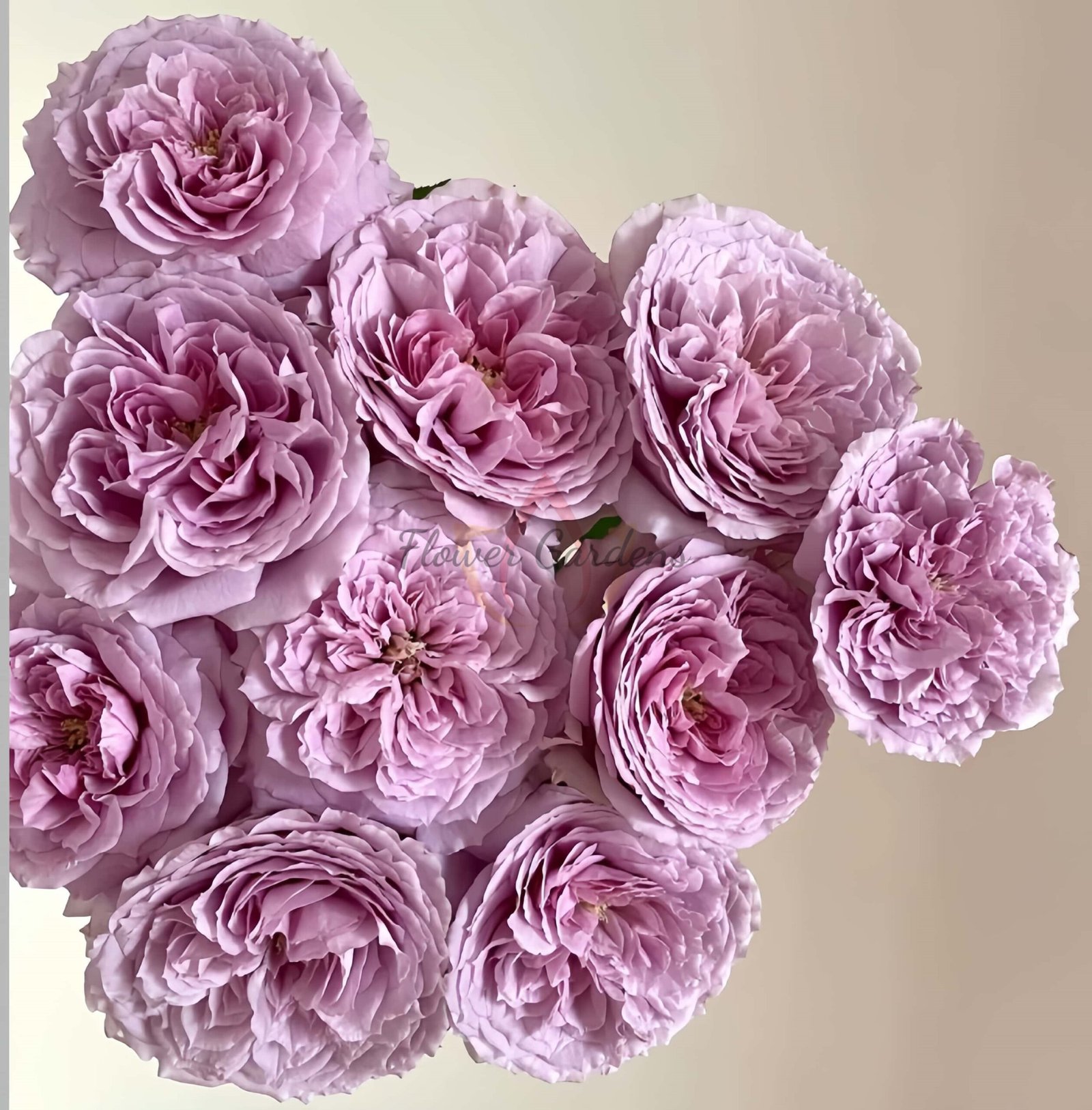 Repartil Rose for sale丨Flower Gardens