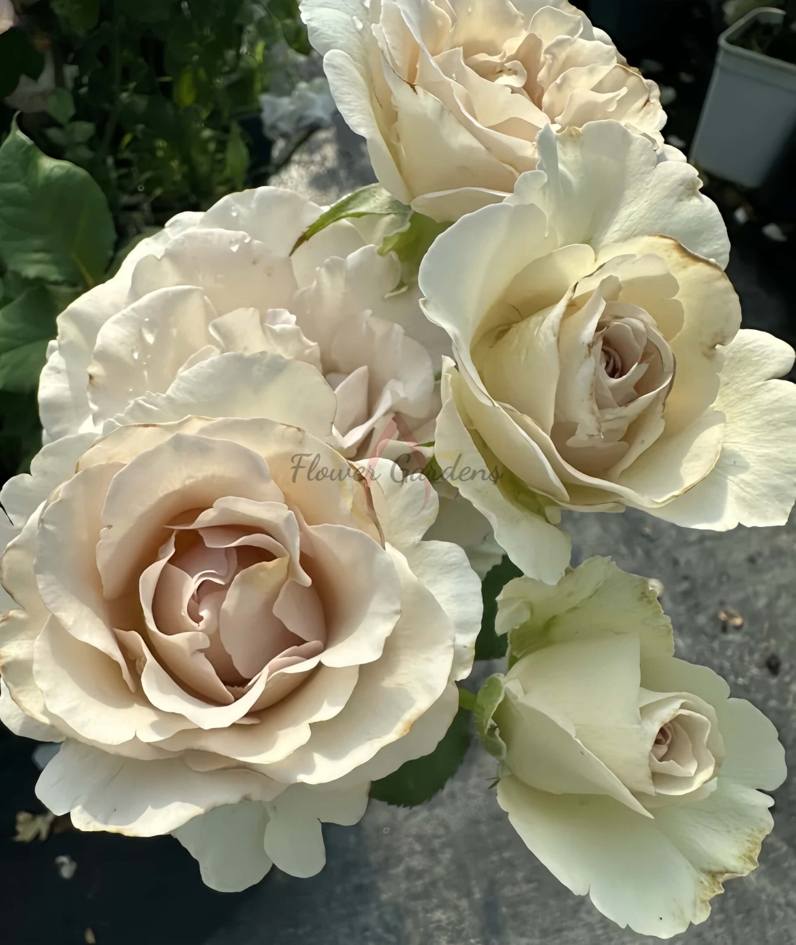 Requiem Rose for sale丨Flower Gardens