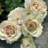 Requiem Rose plant丨Flower Gardens