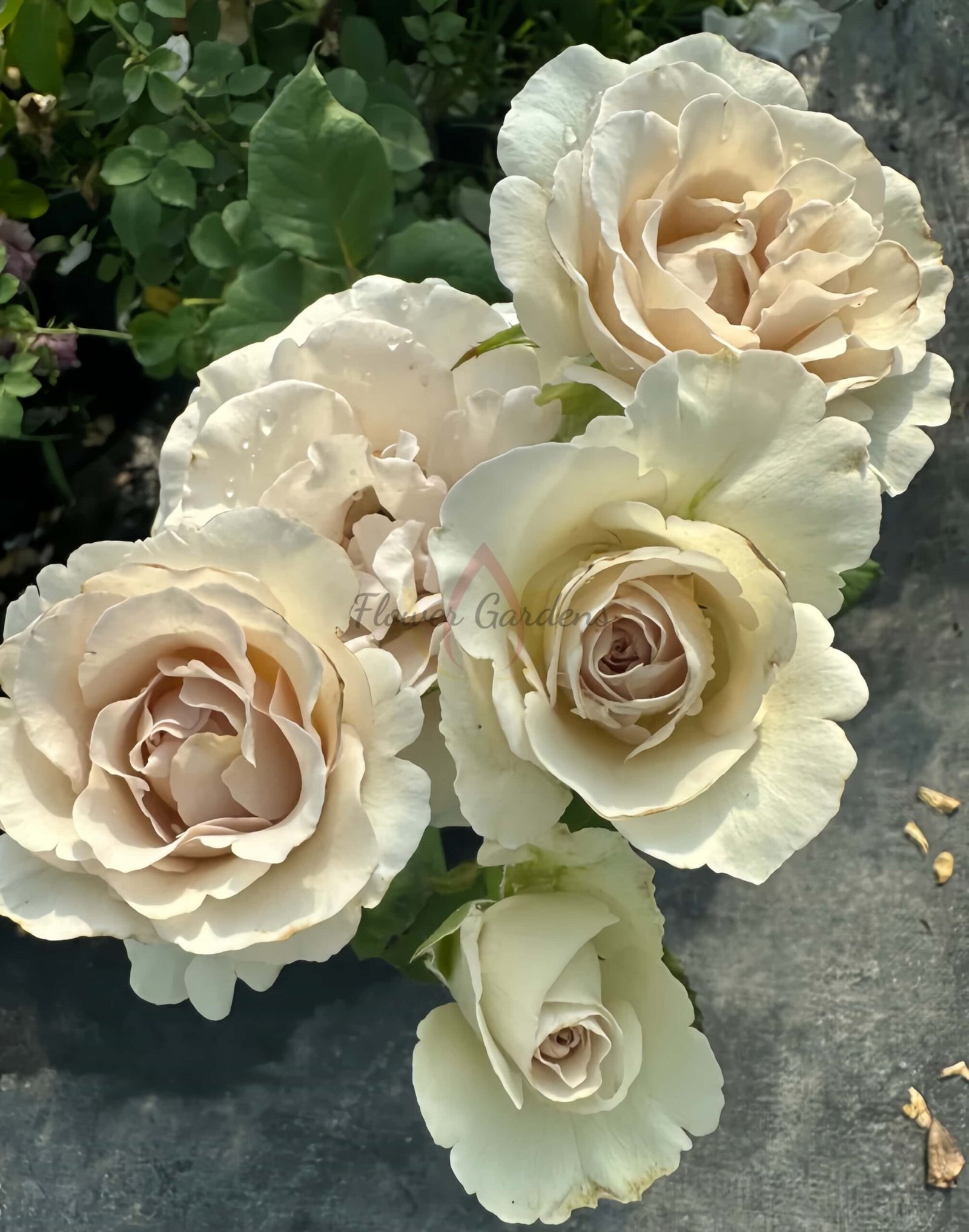 Requiem Rose plant丨Flower Gardens