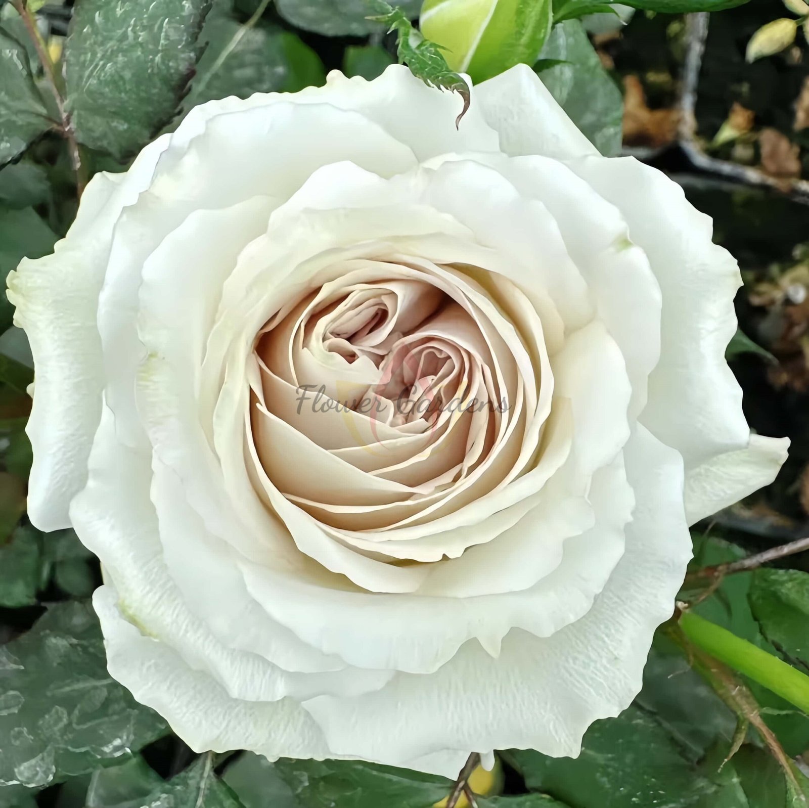 Requiem Rose丨Flower Gardens