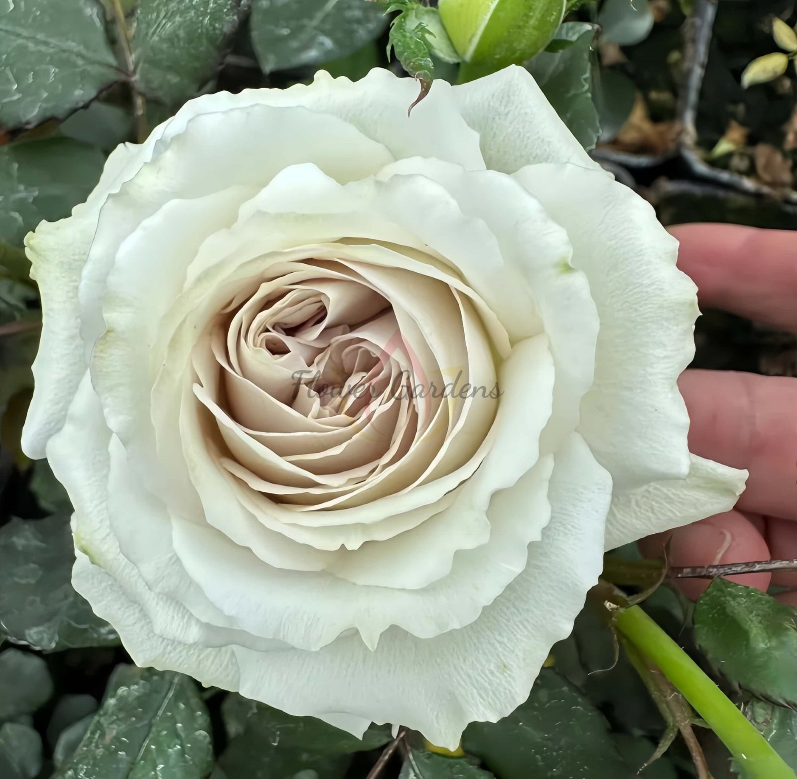 Requiem Rose丨Flower Gardens