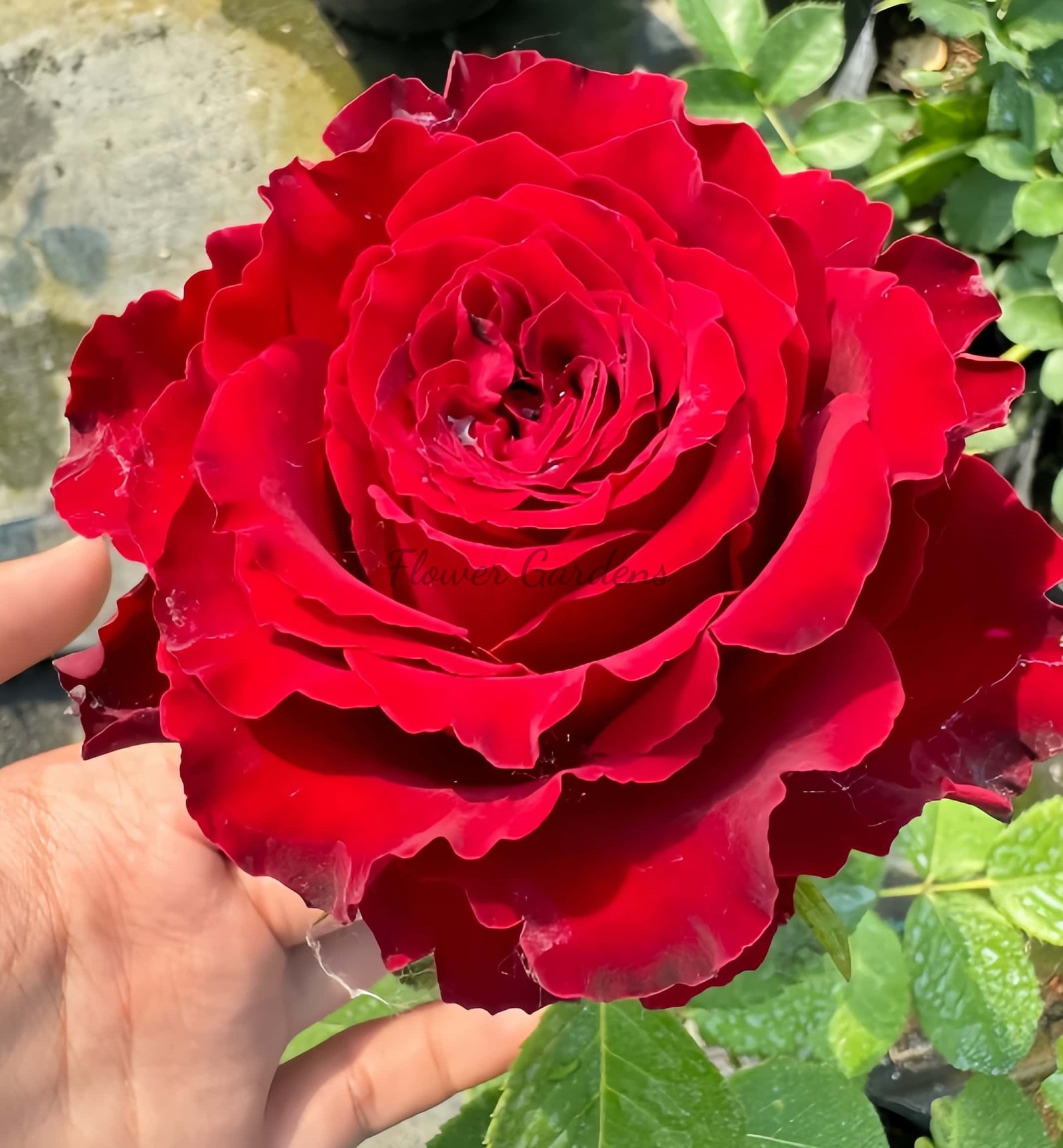 Rhodos Rose丨Flower Gardens