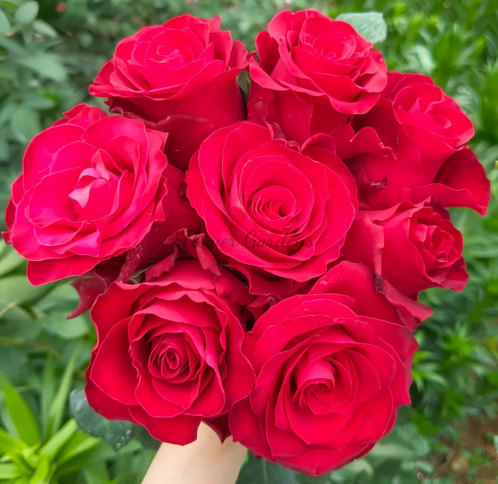 Rhodos Rose for sale丨Flower Gardens