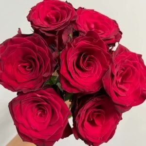 Rhodos Rose丨Flower Gardens