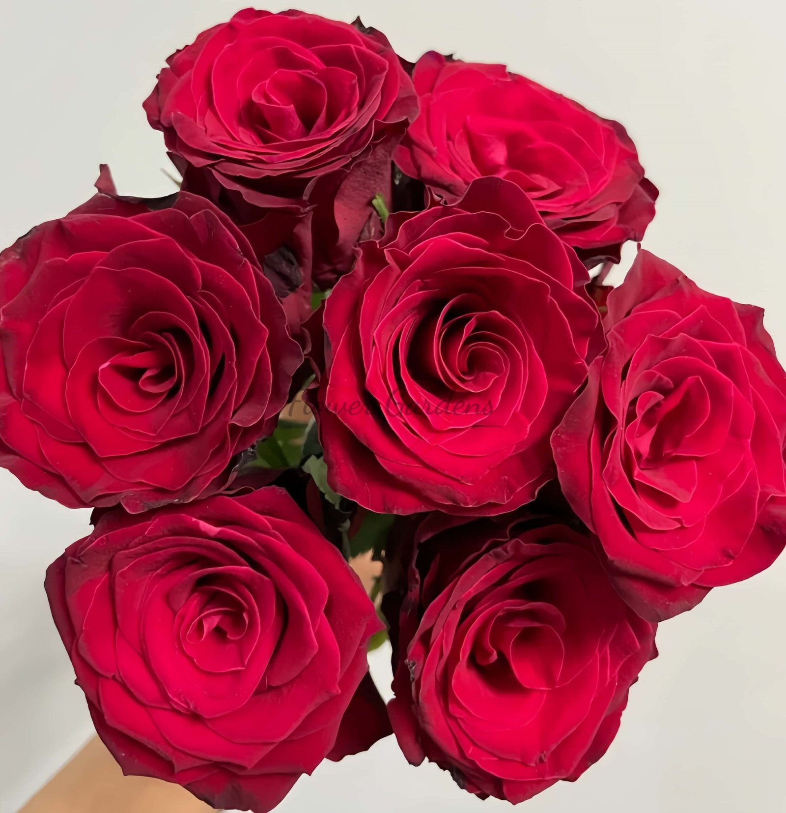 Rhodos Rose丨Flower Gardens