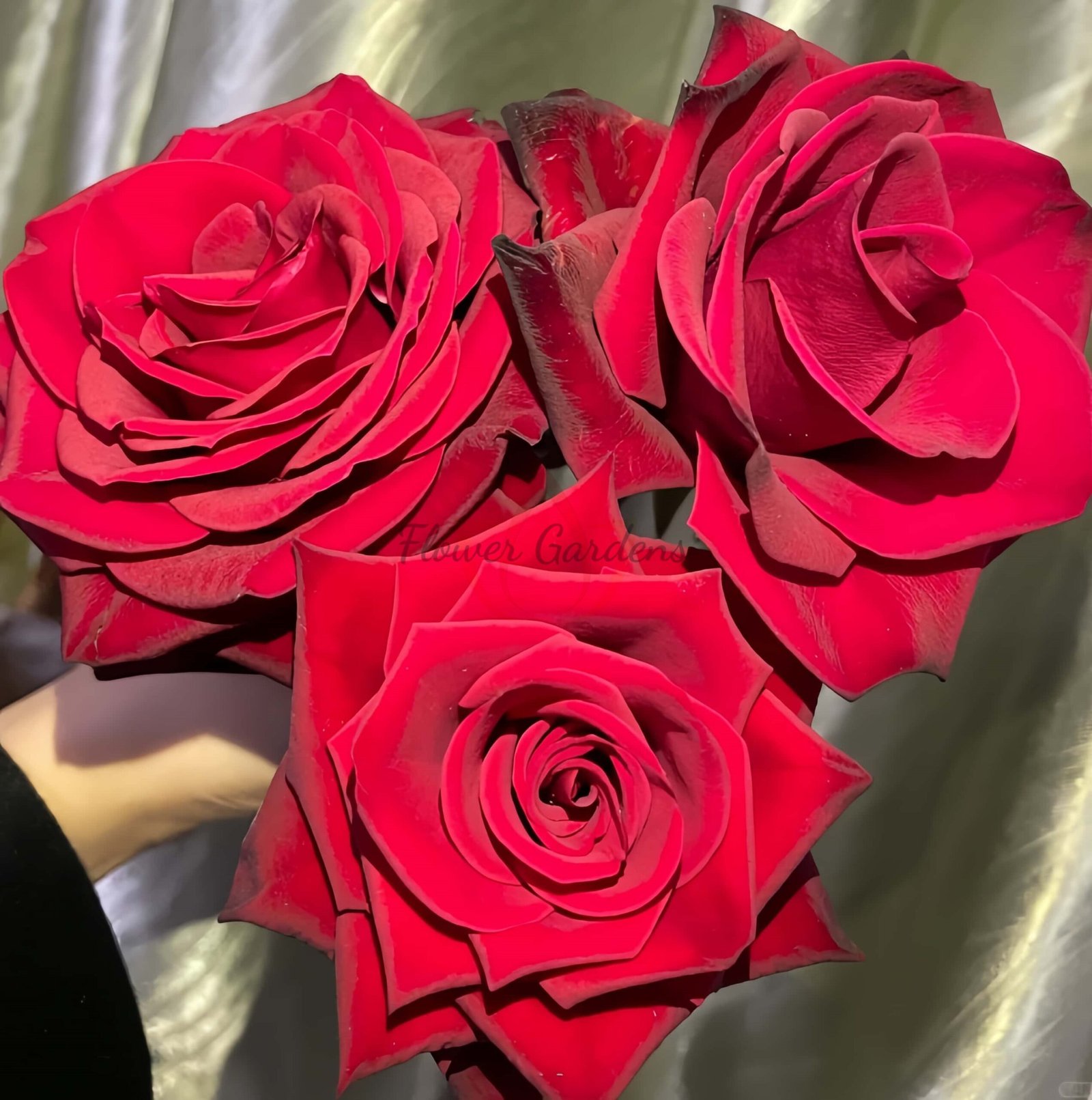 Rhodos Rose plant丨Flower Gardens