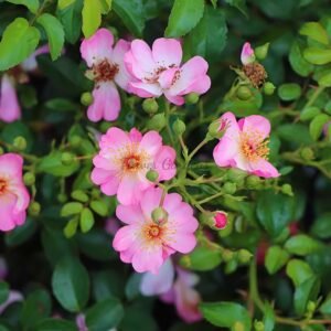 Rimse Rose plant丨Flower Gardens