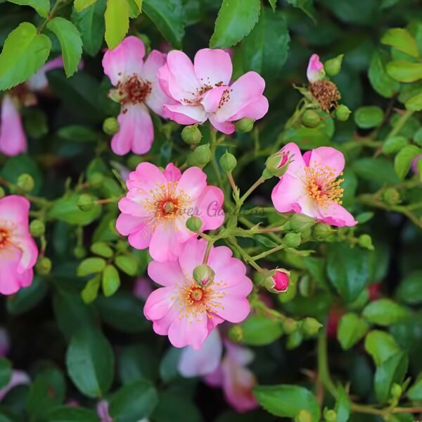 Rimse Rose plant丨Flower Gardens