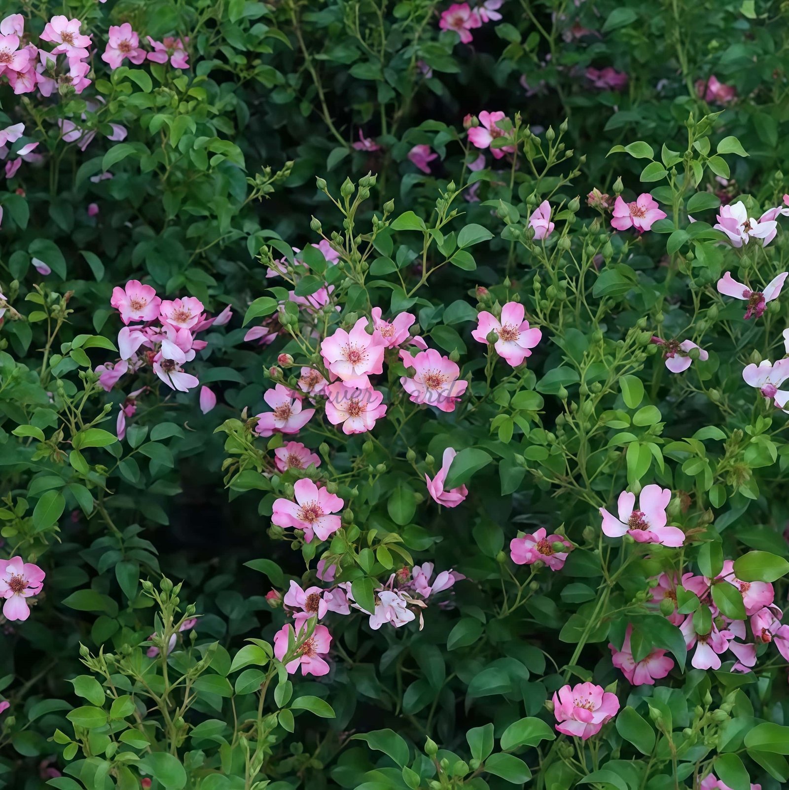 Rimse Rose for sale丨Flower Gardens