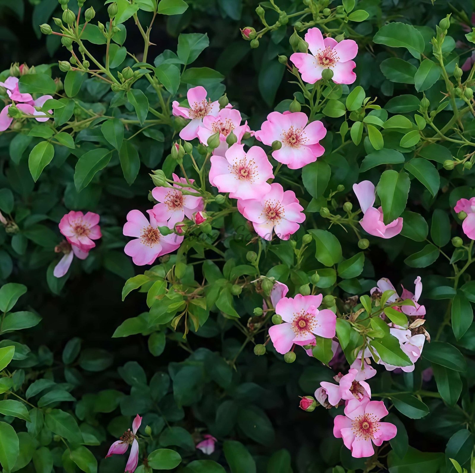 Rimse Rose丨Flower Gardens