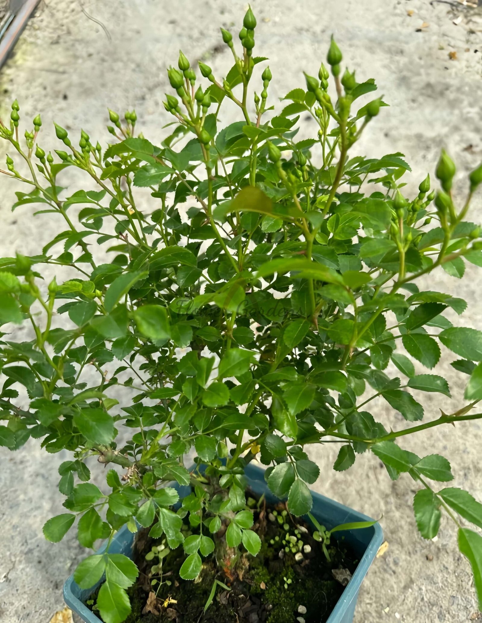 Rimse Rose丨Flower Gardens