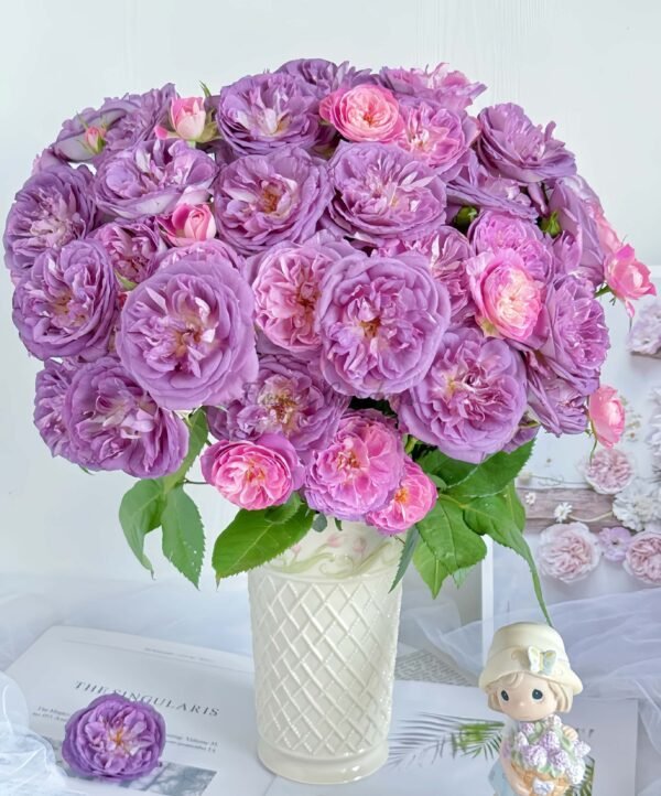 Rinaldo Rose丨Flower Gardens