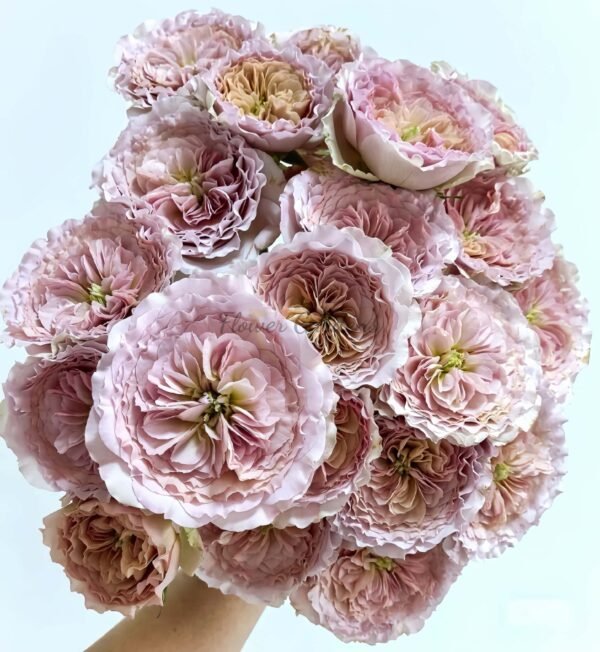 Ritual Rose for sale丨Flower Gardens