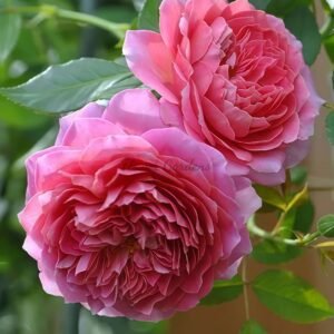 Robe ala FrancAlse Rose丨Flower Gardens