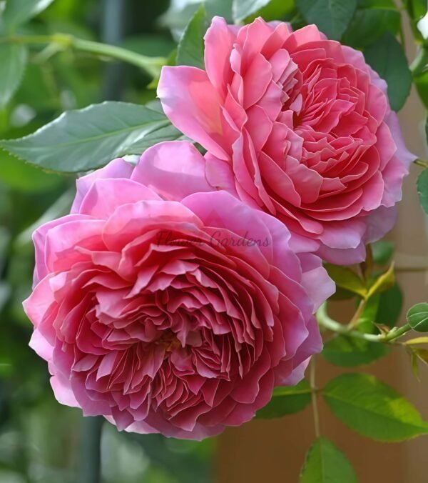 Robe ala FrancAlse Rose丨Flower Gardens