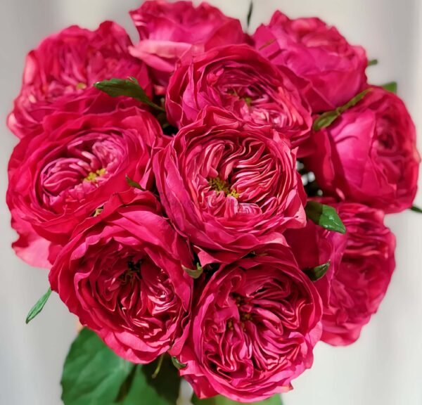 Romantic blood Rose丨Flower Gardens