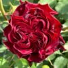 Romantic blood Rose plant丨Flower Gardens
